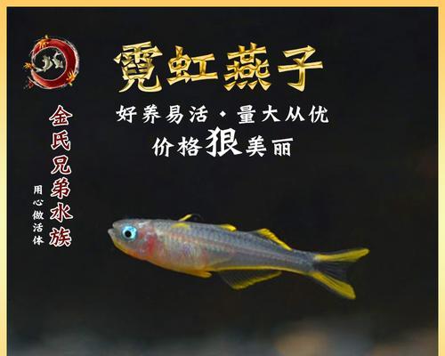 如何正确饲养宠物——红鼻剪刀（全面解析红鼻剪刀的饲养技巧，助你做一个负责任的宠物主人）