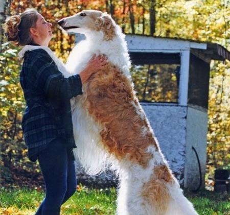 苏格兰猎鹿犬的饲养方法（以宠物为主的全面指南）