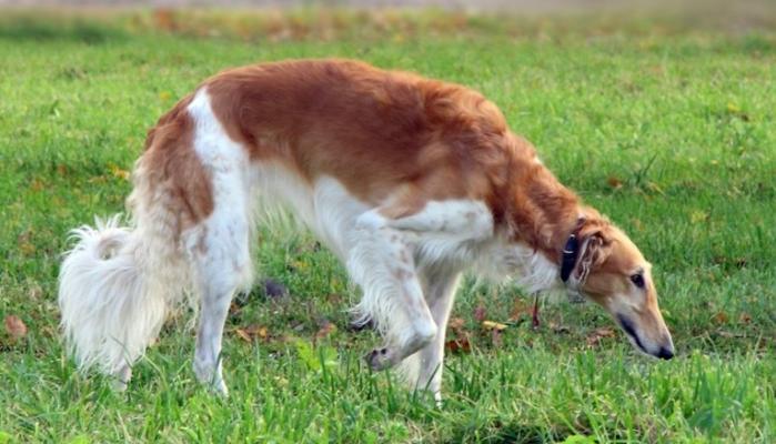 苏格兰猎鹿犬的饲养方法（以宠物为主的全面指南）