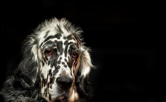 英国雪达犬的饲养方法——打造忠诚宠物（探秘如何照顾英国雪达犬）