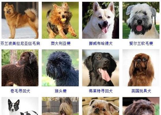 以史毕诺犬为宠物，如何饲养？（重视训练与健康管理是关键）