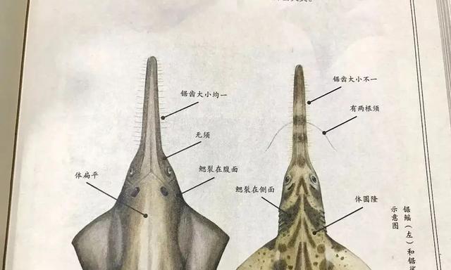 如何饲养健康活泼的雷达鱼？（宠物雷达鱼的生活需要哪些关爱？）