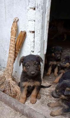 以平背德牧犬为宠物的饲养指南（照顾平背德牧犬的技巧与经验）