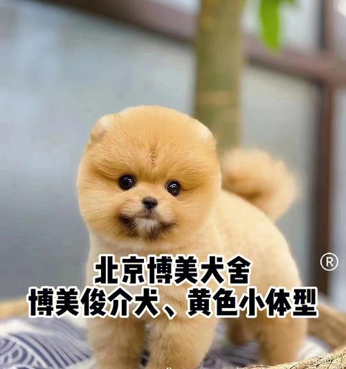 爱护以俊介犬，做一个负责任的宠物主人（以俊介犬饲养全攻略）