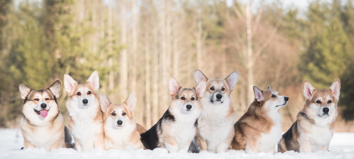 威尔士柯基犬的饲养指南（以爱为灵感，以专业为基础，打造快乐的宠物生活）