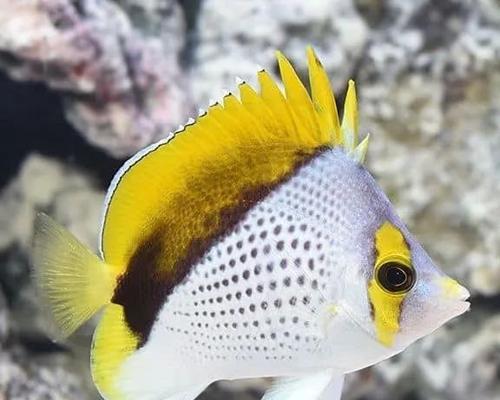 四棘蝴蝶鱼的饲养方法（打造完美宠物水族箱，以四棘蝴蝶鱼为主）