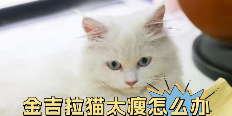 金吉拉猫的饲养全攻略（以宠物为主，从喂养到训练，一网打尽）