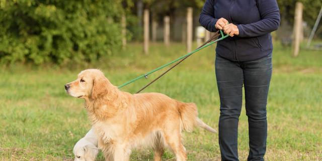 金毛犬饲养方法详解（从宠物性格、喂养、训练到保健，全面了解金毛犬的养护方法）