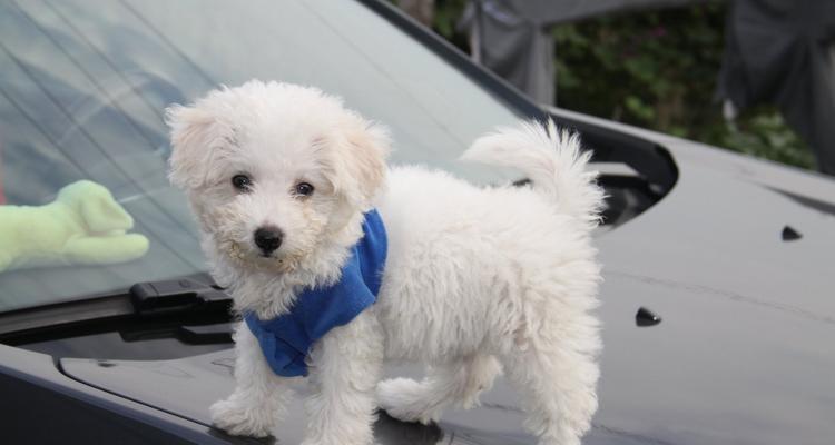 如何科学饲养卷毛比熊犬——让你的爱宠健康快乐成长（以爱与科学为基础，打造幸福的宠物生活）