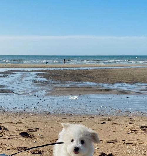 如何正确饲养棉花面纱犬（掌握关键饲养技巧，让你的宠物健康快乐）