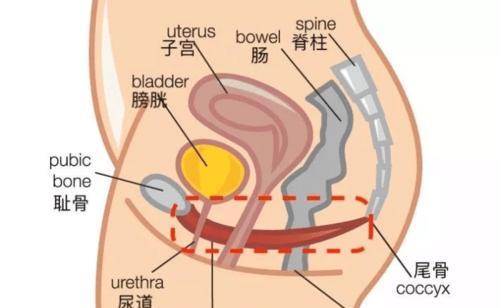 如何正确饲养加拉帕哥斯锯尾吊（宠物爱好者必读，一步步教你养活锯尾吊）