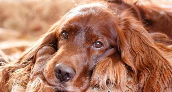 如何饲养一只健康快乐的以赛特犬（宠物爱好者必读，以赛特犬的饲养经验分享）