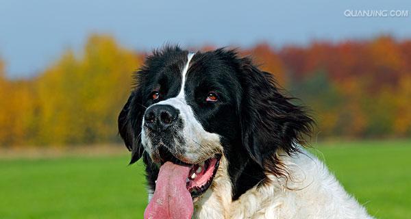 如何科学养护欧亚大陆犬？（宠物狗如何健康成长，饲养欧亚大陆犬的关键）