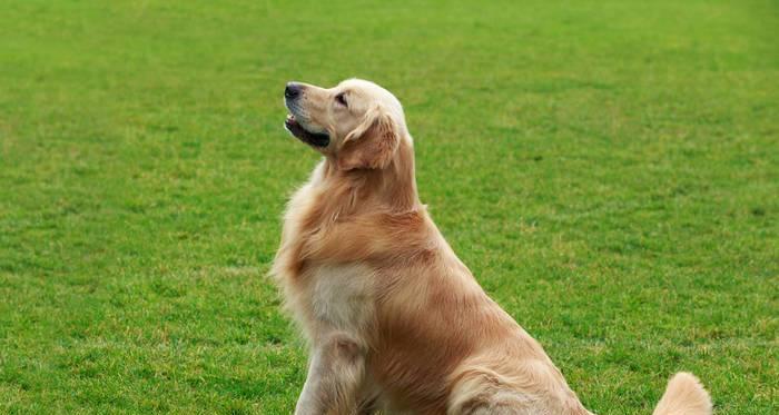 养一只黄金猎犬，从宠物到伙伴（黄金猎犬的饲养方法及生活习惯）