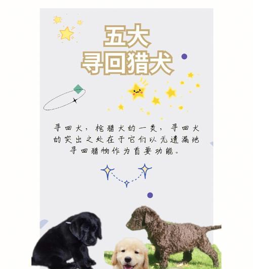 爱宠必备——卷毛寻回犬饲养指南（养护、饮食、训练、健康，让你的卷毛寻回犬健康快乐地成长）