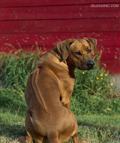 如何饲养健康的罗得西亚脊背犬（以宠物为主的全面饲养指南）