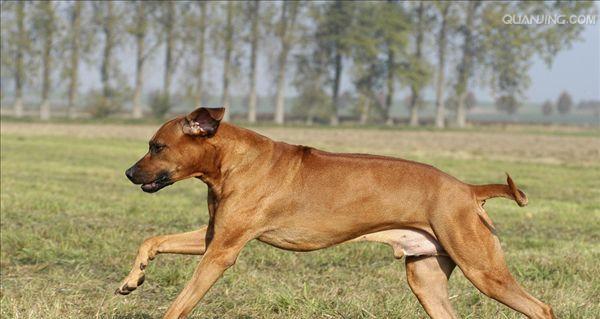 如何饲养健康的罗得西亚脊背犬（以宠物为主的全面饲养指南）