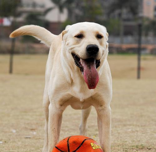 如何正确饲养拉布拉多寻回犬？（以宠物为主，健康饮食，合理锻炼是关键）