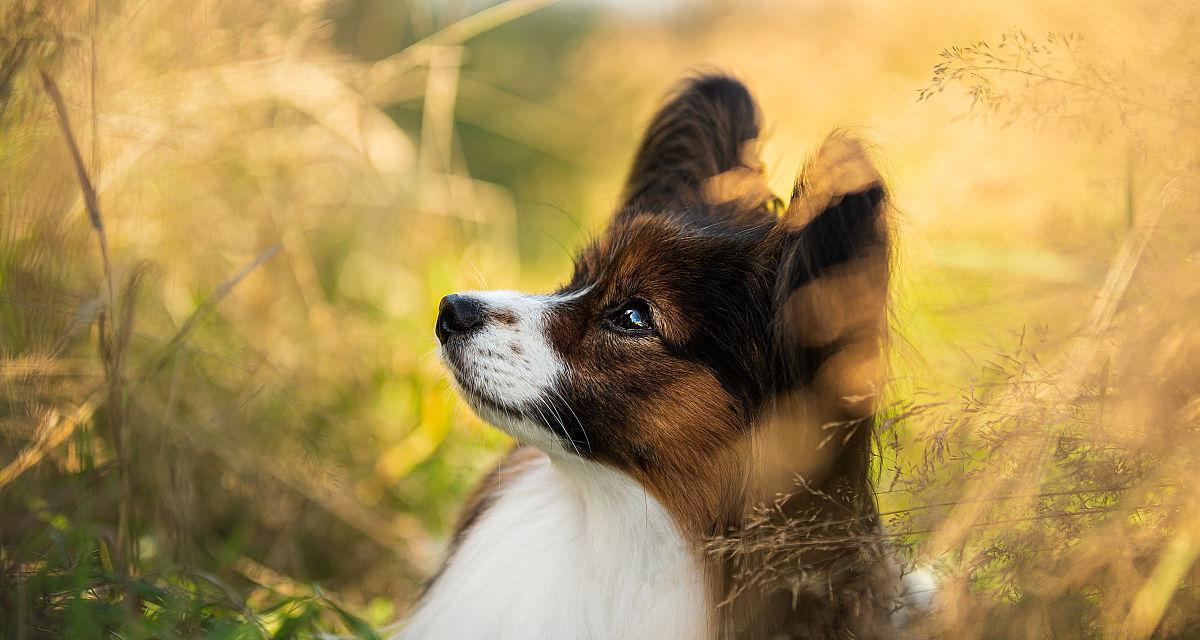 如何正确饲养田野小猎犬？（打造健康、快乐的宠物生活）