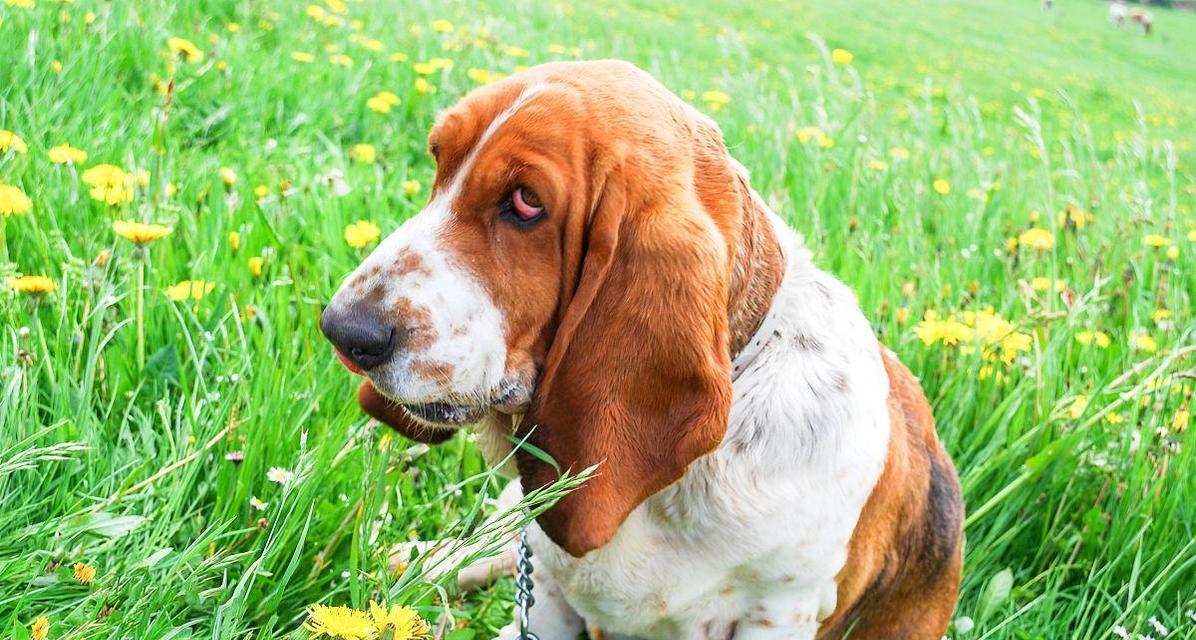 如何正确饲养田野小猎犬？（打造健康、快乐的宠物生活）