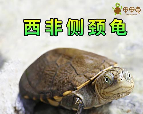 长颈龟饲养指南（了解长颈龟的生活习性和注意事项，让你成为一个负责任的宠物父母）