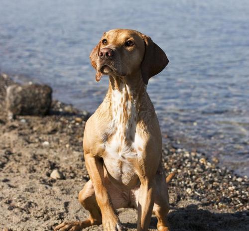 如何科学养护马扎尔犬——宠物爱好者必读