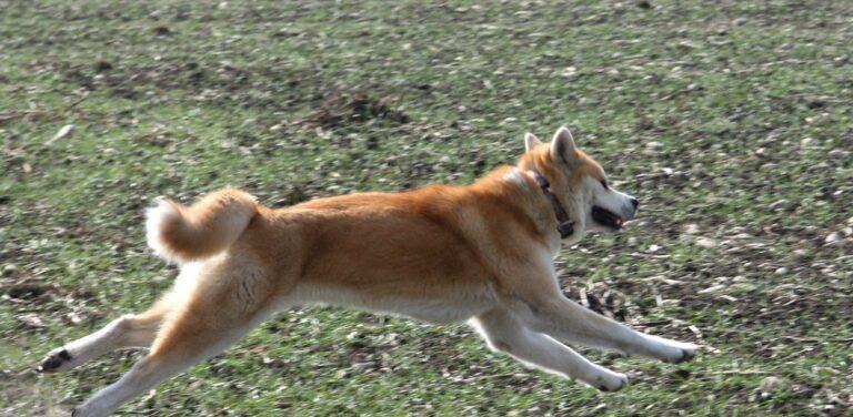 如何饲养一只健康的秋田犬（秋田犬的喂养、锻炼和健康管理技巧）