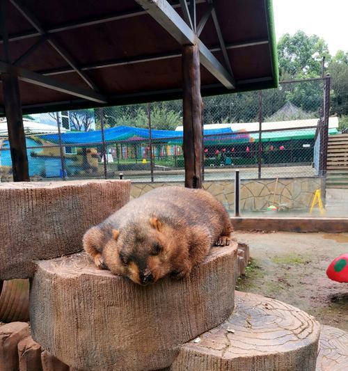 以土拔鼠为宠物的饲养方法