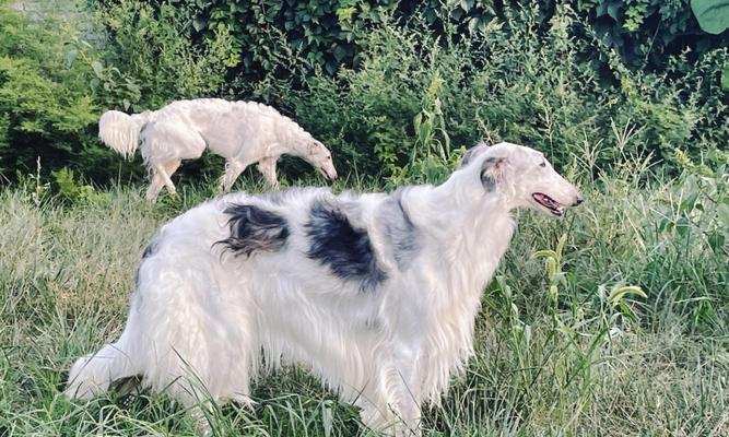 如何饲养健康活泼的苏俄猎狼犬（以宠物为主，从饲养环境到日常护理全面呵护你的爱犬）