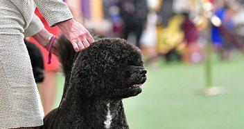 养葡萄牙水犬的全面指南（以宠物为主，让爱宠健康成长）