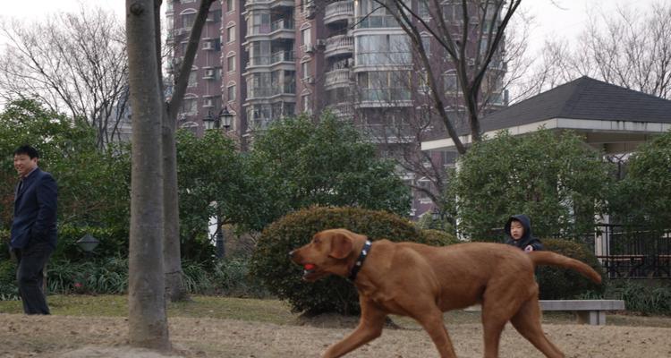 红骨猎浣熊犬的饲养指南（以宠物为主，让你的狗狗健康快乐）