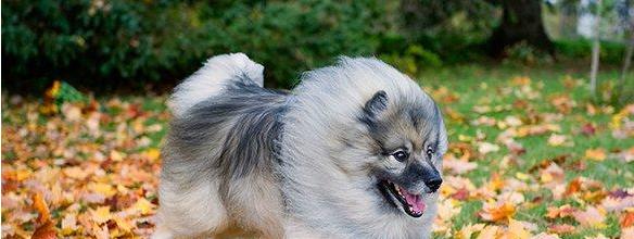 荷兰毛狮犬饲养指南（宠物爱好者必看，如何饲养荷兰毛狮犬）