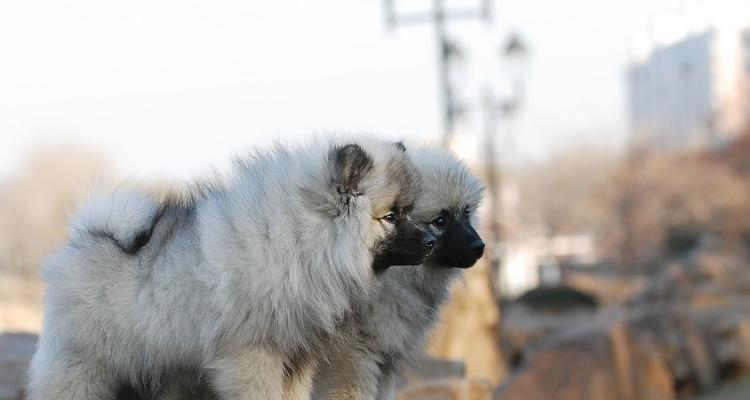 荷兰毛狮犬饲养指南（宠物爱好者必看，如何饲养荷兰毛狮犬）