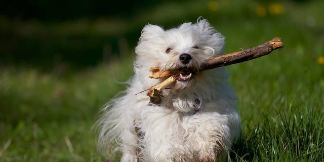 如何合理饲养哈威那犬（以宠物为主，关注健康与成长）