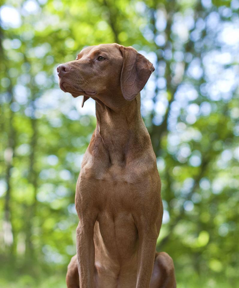 如何正确饲养维兹拉犬（从喂养、运动到训练，全面了解维兹拉犬的饲养方法）