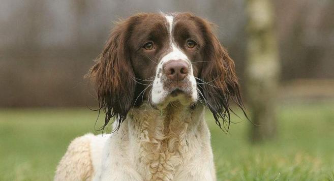 英国史宾格猎犬饲养全攻略（打造健康快乐的宠物生活）