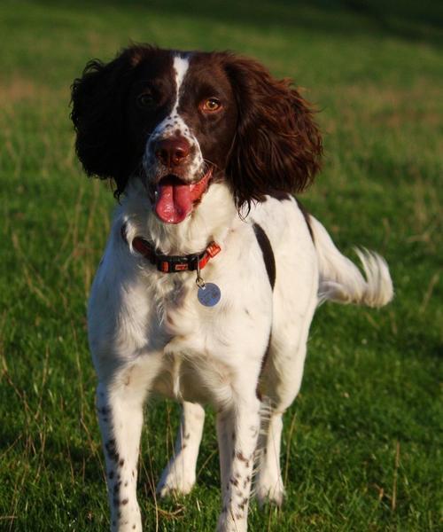 英国史宾格猎犬饲养全攻略（打造健康快乐的宠物生活）