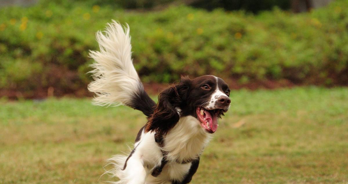 威尔士史宾格犬的饲养方法（打造快乐健康的宠物生活）