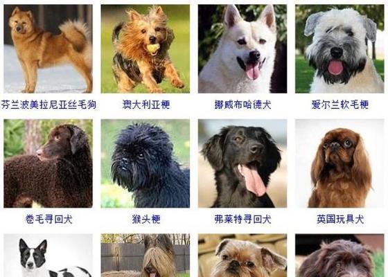 美国水猎犬饲养指南（善待你的爱宠，让它成为家庭中的一员）