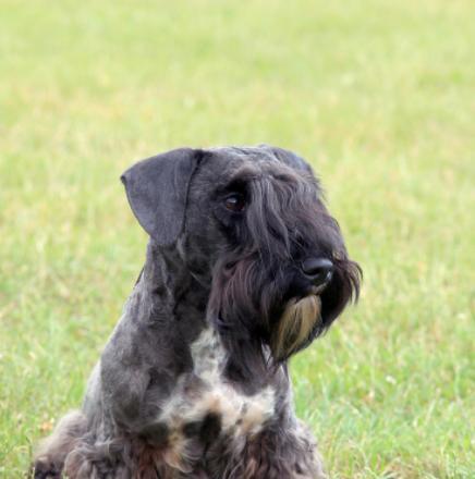 以西里汉梗的饲养方法（宠物犬的健康与幸福）