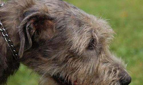 苏格兰猎鹿犬的饲养方法（让你的宠物健康成长）