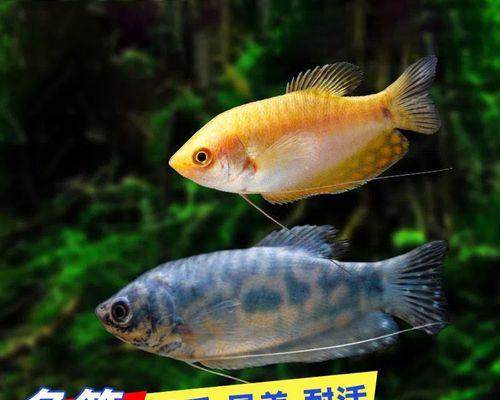 黄曼龙鱼的饲养方法（打造完美的宠物水族馆）