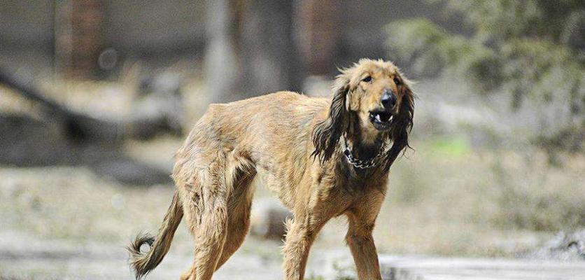 以乞沙比克猎犬为宠物的饲养全指南（掌握这些技巧，让你的宠物更健康、更快乐）