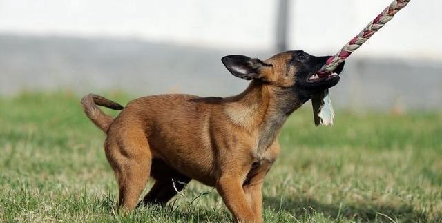 中国马犬的养护技巧（让你的马犬健康成长，做个贴心宠主）