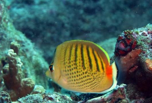 如何正确饲养丝蝴蝶鱼（宠物爱好者必备，打造清新水族箱的方法）