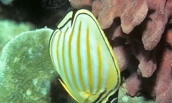 如何正确饲养丝蝴蝶鱼（宠物爱好者必备，打造清新水族箱的方法）