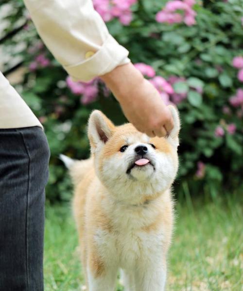 秋田犬饲养完全指南（宠物秋田犬的健康与幸福从我开始）