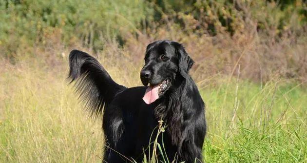 如何饲养平毛寻回猎犬（以宠物为主，全面了解饲养平毛寻回猎犬的方法）