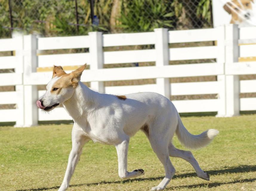 以卡南犬为宠物的饲养方法（如何培养健康、快乐的卡南犬）