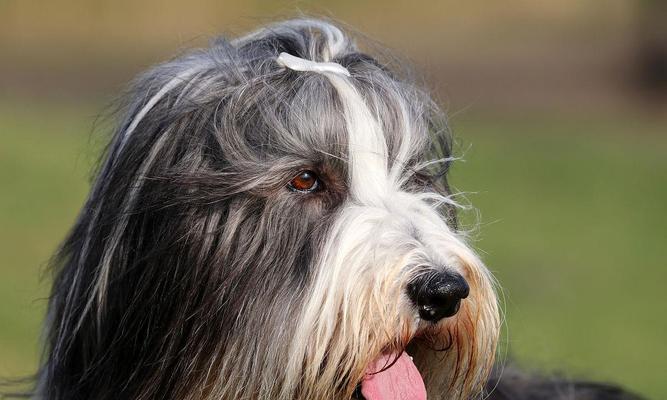 以古代长须牧羊犬为宠物的饲养方法（古代长须牧羊犬的特点与养护知识）